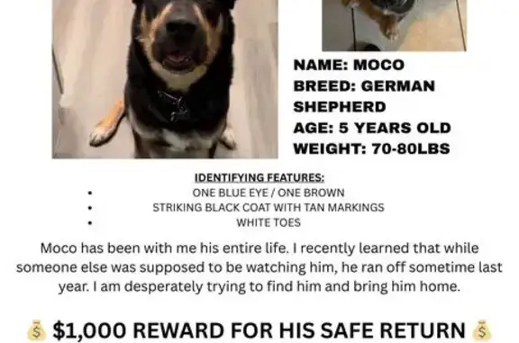 Lost Собака, West McDowell Road, 5601, Phoenix - striking black and tan shepherd - photo