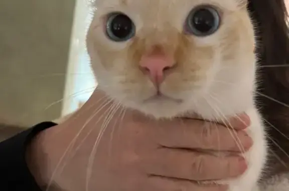 Ayer por la tarde apareció este gato en el portal de nuestro edificio de la urbanización Jardín Botánico (en la planta primera ). Ningún vecino sabe de quién es. Es un macho joven, castrado, muy cariñoso y sociable. Tiene ojos azules muy bonitos, pelaje claro color crema con tonos anaranjados y parece estar bien cuidado.