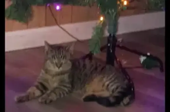 Lost Кошка, Male, Mason Street, 214, Milton - photo