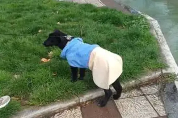 Perro Perdido: Bruno, Negro co...