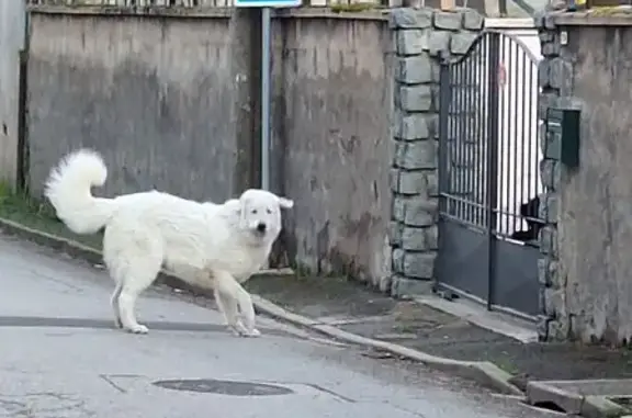 Animaux trouvés Saint-Léger-sur-Roanne, photo: Trouvé chien, rue de l'église, Saint-Léger-sur-Roanne