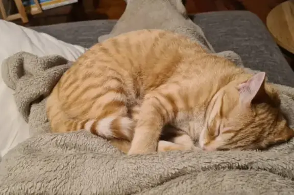 Chat disparu Fille, Romagnieu (fl586339) - photo