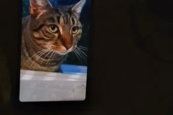 Chat perdu, Roanne, photo: Perdu chat mâle, Impasse Godin, Roanne - tigré et castré