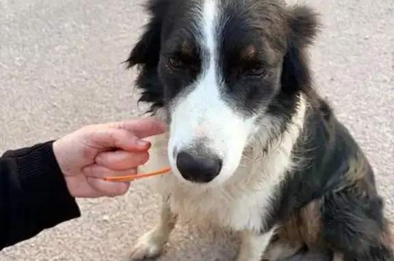 Animaux trouvés Guérande, photo: Trouvé chien, Rue de Kercassier, Guérande - border Collie blanc et noir