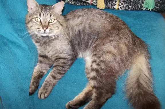 Chat perdu, Guidel-Plage, photo: Perdu chat mâle, Impasse des Astérides, Guidel-Plages - Angora turc mélangé européen