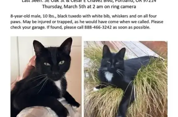Lost Кошка, Male, César E. Chávez Boulevard, 400, Portland - black with white bib - photo