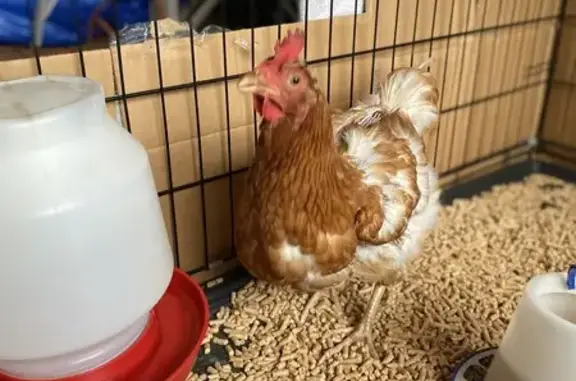 Found Bird, Female, Southwest...