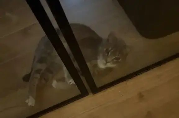 Chat trouvé Pfetterhouse, photo: Trouvé chat gris, Rue de Bisel, Mooslargue, Pfetterhouse - mâle de 4-5 mois