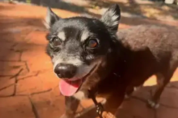 Lost Собака Male, Northwest 7th Avenue, 10702, Miami - small black corgi/chihuahua mix - photo