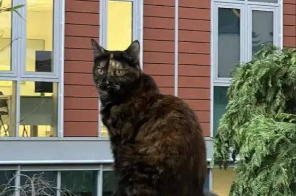 Perdu chat femelle, Rue du Docteur Roux, 36, Paris - couleur écaille de tortue - photo