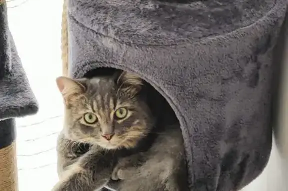 Chat perdu, Paris, photo: Perdu chat mâle, Rue Grandval, 43 Bis, Reims, Paris - gris poil long