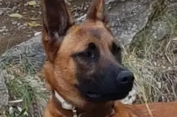 Animaux perdus Lambesc, photo: Perdu Chien Femme, Chemin de Saint-Marc, 721, Lambesc - Malinois fauve avec collier blanc