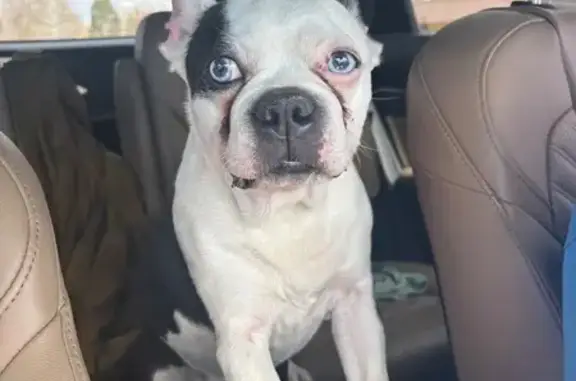 Found Собака, Male, Iris Stree...