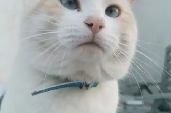 Animaux perdus Paris, photo: Perdu chat homme, Route de la Roche, Saint-Brice, Paris - chat blanc aux yeux bleus