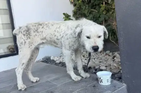 Perro encontrado , foto: Perro Amistoso Encontrado en Portales