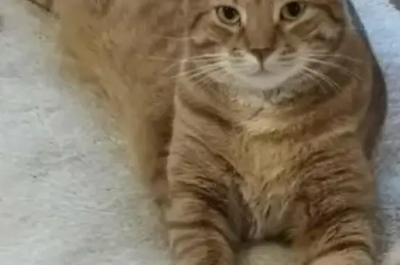 Perdu chat homme, Rue Pierre Boisson, 23, Dijon - roux, 8kg, craintif - photo
