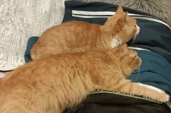 Зникла кішка: Рижий пухнастик у Києві