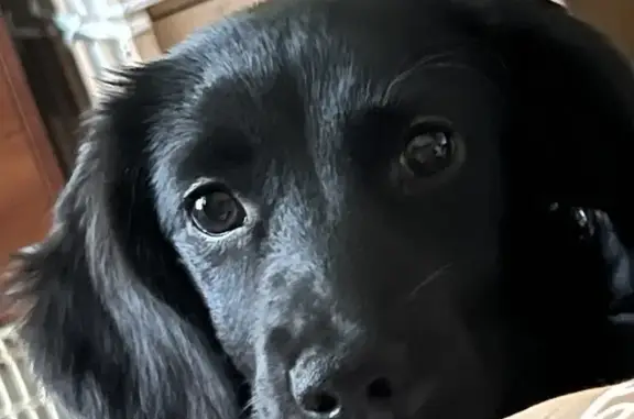 Допоможіть знайти зниклу собаку Джесі!