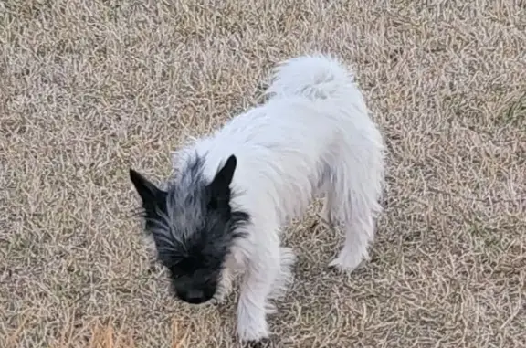 Found Собака, Male, Southwest...