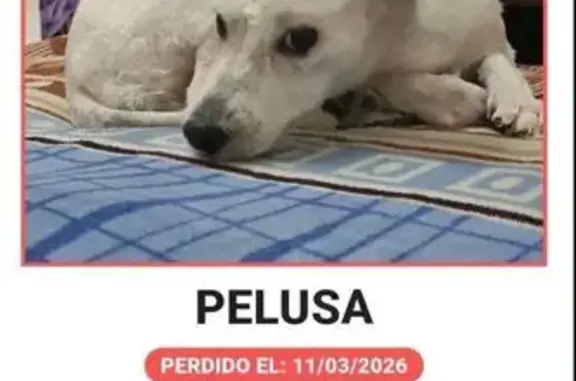 Perro Blanco Perdido en Ciudad López Mateos