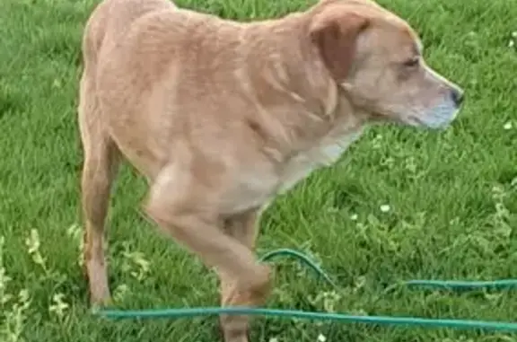 Animaux trouvés Séné, photo: Trouvé chien mâle, Chemin de Saint-Laurent, 9, Séné - marron clair, taille moyenne