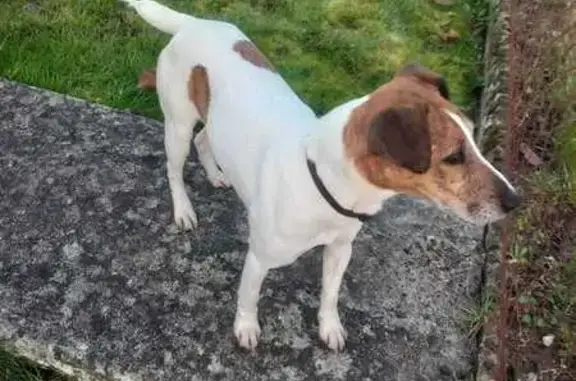 Animaux trouvés Le Lude, photo: Trouvé chien homme, Le Lude, Pays de la Loire - collier cuir sans identification