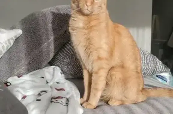 Lost and found pets Schertz, photo: Lost Кошка, Male, Schaumburg, Illinois - Orange all over