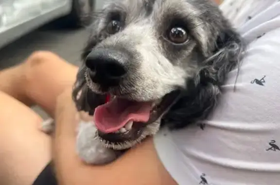 Found pets , photo: Lost Poodle Found: Greyish Black, Red Harness