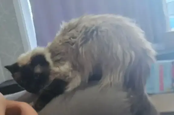 Missing Cat Alert: Dowling St, Sydney