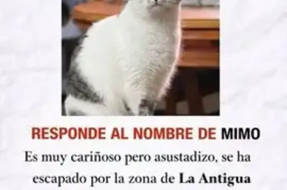 Es un Gato macho, blanco y negro. Tiene 8 años, es muy mimoso y asustadizo. Creemos que se salio por la puerta del piso al salir nosotros con unas bolsas, sobre las 14:00 del Sabado 14. Tiene microchip