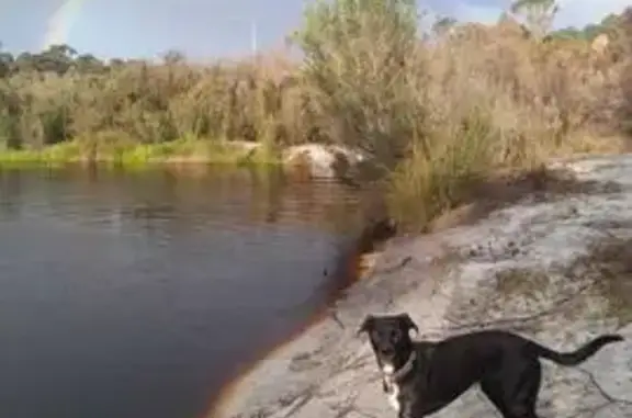 Lost Dog: Injured, Pink Collar, Mandurah