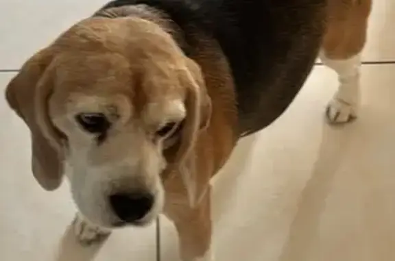 Animaux perdus Nogent-sur-Vernisson, photo: Chien perdu, La Graillote, Nogent-sur-Vernisson - Beagle mâle de 11 ans