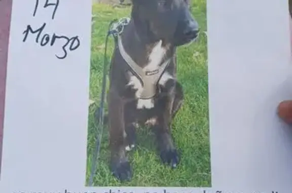 ¡Ayúdanos a encontrar a nuestro cachorro perdido!