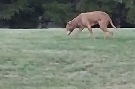 Found Собака, South 8th Street...