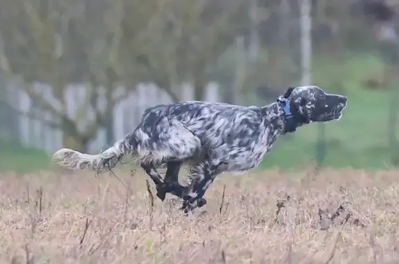 Animaux perdus Paris, photo: Perdu Chien mâle, La Pechotière, 23, Vallères, Paris - Setter anglais noir et blanc
