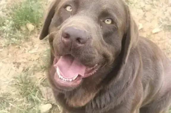 ¡Perro Perdido en Inca! Labrador Marrón - photo