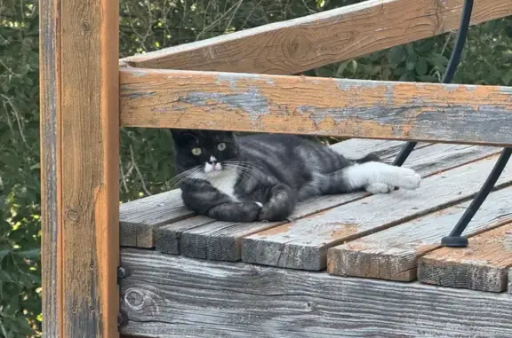 Lost Кошка, East 125 North, 1278, Ogden - black with white under nose - photo