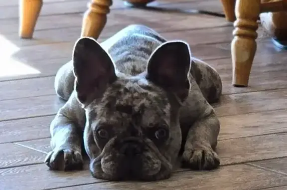 Missing dog Idaho Falls, photo: Lost Собака, Female, East Crowley Street, 160, Idaho Falls - very friendly