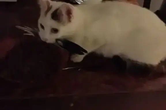 Animaux trouvés Issoudun, photo: Trouvé Chat Femme, Rue Saint-Martin, 24, Issoudun - arrivé devant ma porte à 3 h du matin
