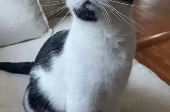 Lost Кошка, East Duffy Street, 515, Savannah - white with black markings - photo