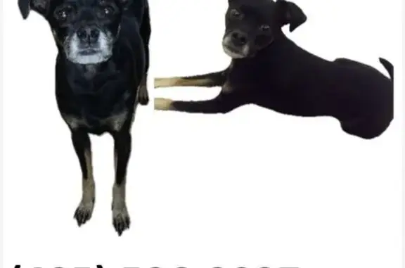 Lost Собака, Male, West 81st Street, 244, Tulsa - black rat terrier mix - photo