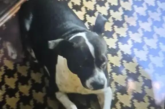 Lost Собака, Female, Railroad Street, 47, Huntington Station - Black and white pit and lab mix - photo