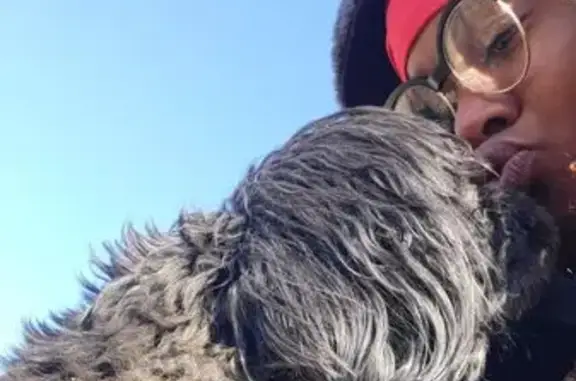 Lost Собака, Seibert Avenue, 4949, Lemay, St. Louis - Male, all black, 12 to 15 lbs - photo