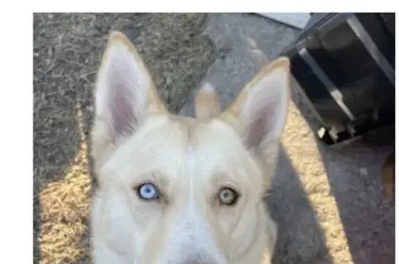 Lost Собака Female, Westcrest Drive, 1918, Houston - one blue eye - photo