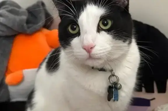 Lost Кошка, Male, East Montauk Highway, 256, Hampton Bays - super friendly and loves cuddles - photo