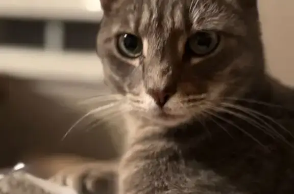 Lost Кошка, Water Acres Road, 6622, Harrison - big polydactyl male named Boone - photo