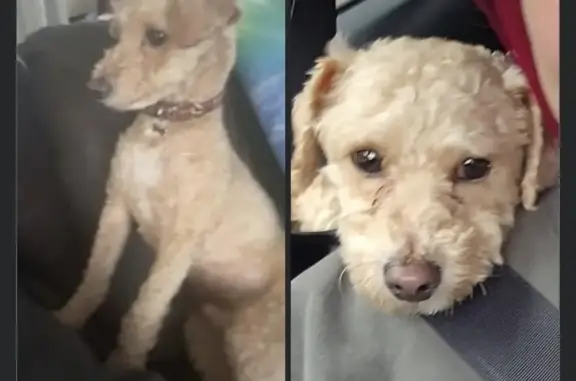 Missing dog Massillon, photo: Lost Собака, Male, Woodland Avenue Southeast, 1173, Massillon - light golden tan with bow tie collar