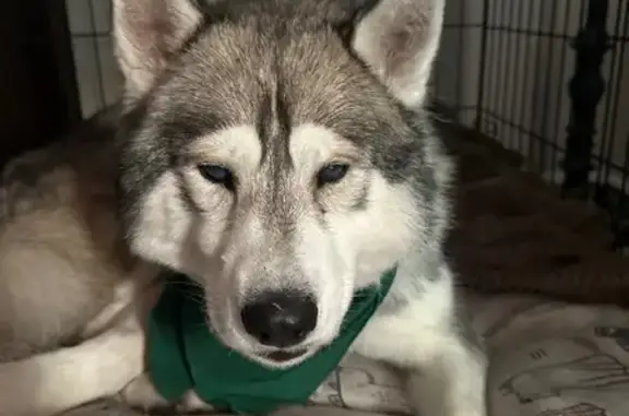 Lost Собака, Short Pine Drive, 2269, Las Vegas - Male husky, blind - photo