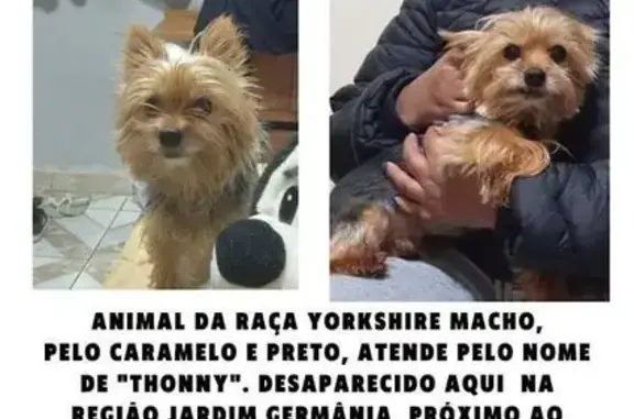 Cachorro perdido