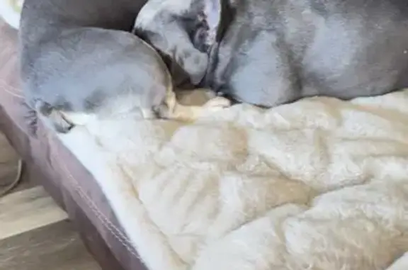 Lost Собака, Female, Lone Star Road, 123, Nampa - Grey French bulldog - photo